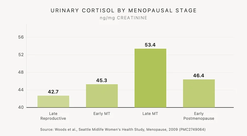 Bar chart showing urinary cortisol levels rising 25% across the menopausal transition, peaking at 53.4 ng/mg creatinine in the late menopausal transition. Source: Woods et al., 2009.