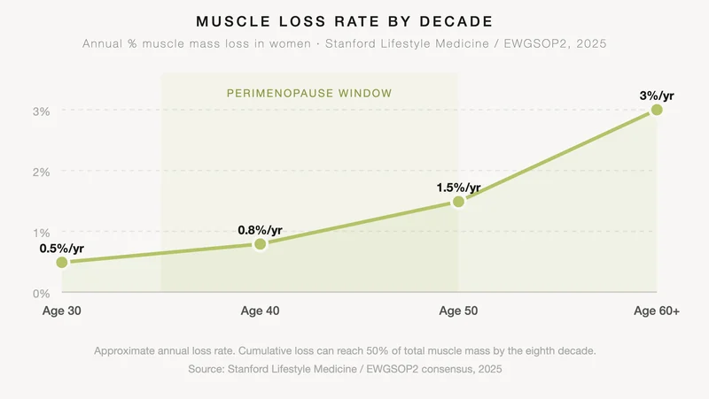 Line chart showing annual muscle loss rate in women by decade: 0.5% per year at age 30, rising to 3% per year at age 60 and beyond, with the perimenopause window highlighted. Source: Stanford Lifestyle Medicine, 2025.