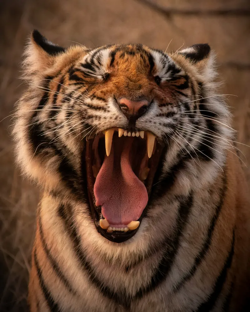 The primitive stress response fight or flight reaction explained