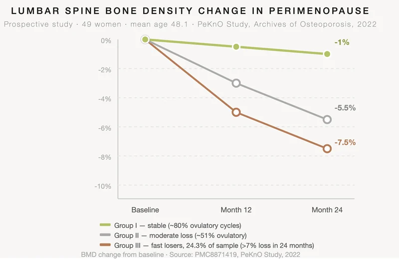 Three-line chart showing lumbar spine bone density change over 24 months across three groups of perimenopausal women with a mean age of 48.1. Group I (stable, around 80% ovulatory cycles) loses approximately 1% over two years. Group II (moderate loss, around 51% ovulatory cycles) loses around 5.5%. Group III (fast losers, 24.3% of the sample, around 40% ovulatory cycles) loses 7.5% or more. All three groups start at the same baseline. Source: PeKnO prospective study, Archives of Osteoporosis, 2022.